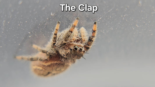 The Clap - P texanus (Unsexed)