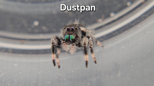 Dustpan - Male Regal
