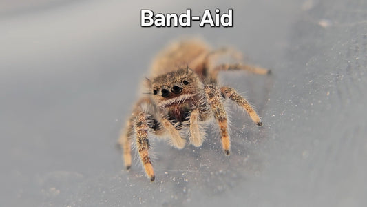 Band-Aid - P texanus (Unsexed)