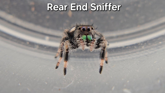 Rear End Sniffer - Male Regal