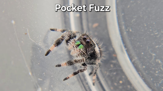 Pocket Fuzz - Male Regal