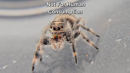 Not For Human Consumption - Female Regal