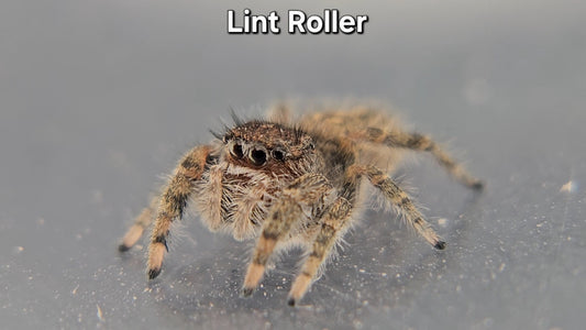 Lint Roller - P texanus (Unsexed)