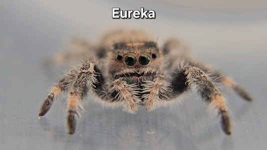 Eureka - Female Regal