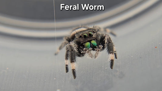 Feral Worm - Male Regal