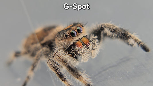 G-Spot - Female Regal