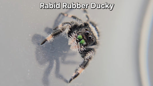 Rabid Rubber Ducky - Male Regal