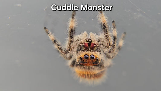 Cuddle Monster - Female Regal