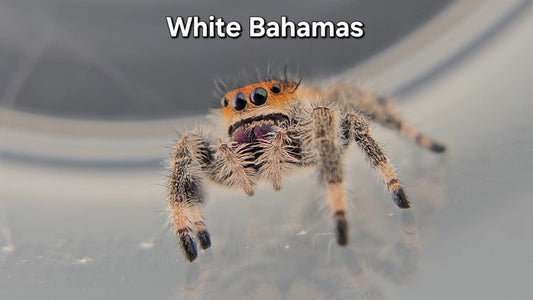 White Bahamas - Female Regal