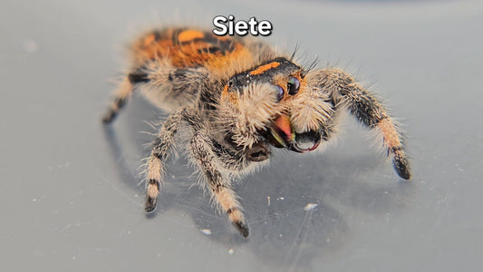 Siete - Female Regal