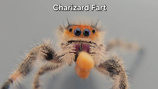 Charizard Fart - Female Regal