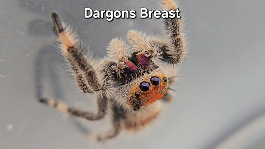 Dargons Breast - Female Regal