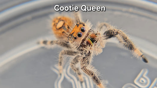 Cootie Queen - Female Regal