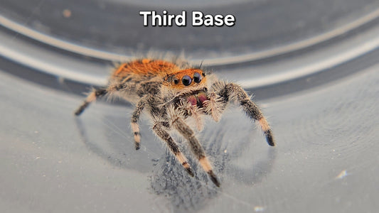 Third Base - Female Regal