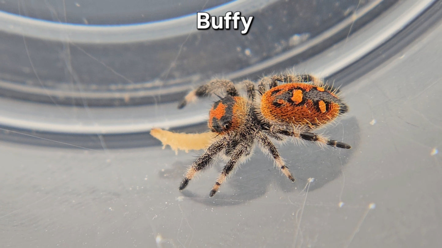 Buffy - Female Regal