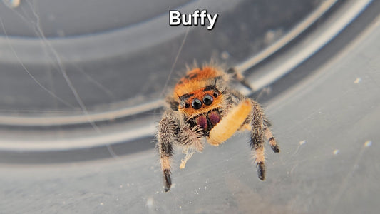 Buffy - Female Regal