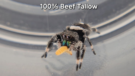 100% Beef Tallow