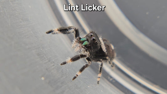 Lint Licker - Male Regal
