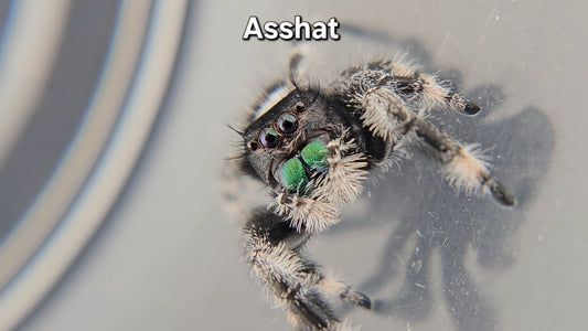 Asshat - Male Regal