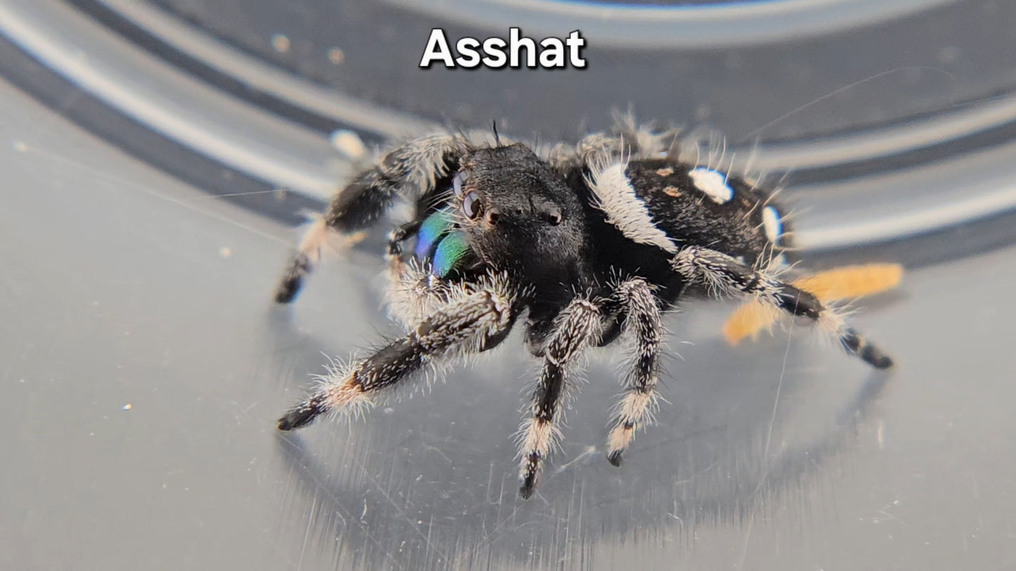 Asshat - Male Regal