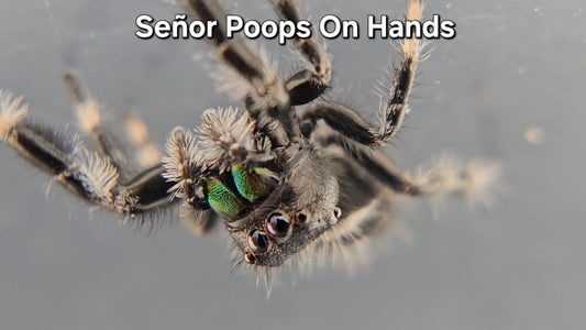 Señor Poops On Hands - Male Regal