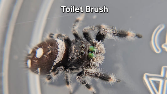 Toilet Brush - Male Regal