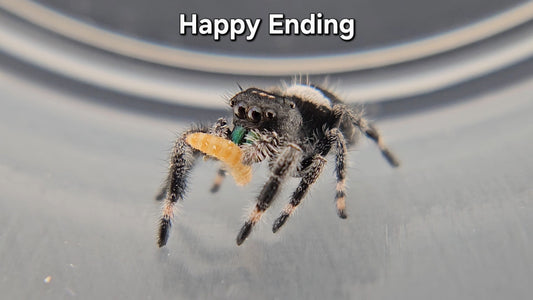 Happy Ending - Male Regal
