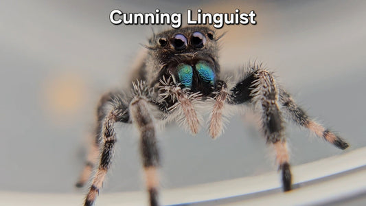 Cunning Linguist - Male Regal