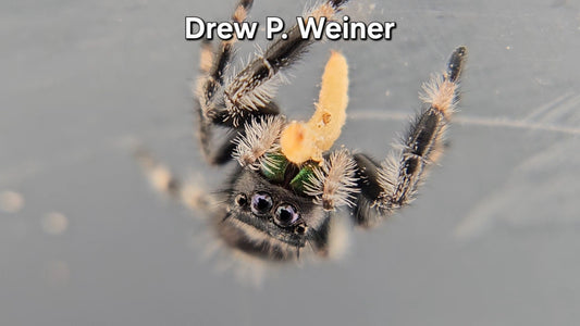 Drew P. Weiner - Male Regal
