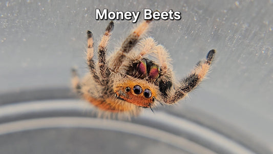 Money Beets - Female Regal