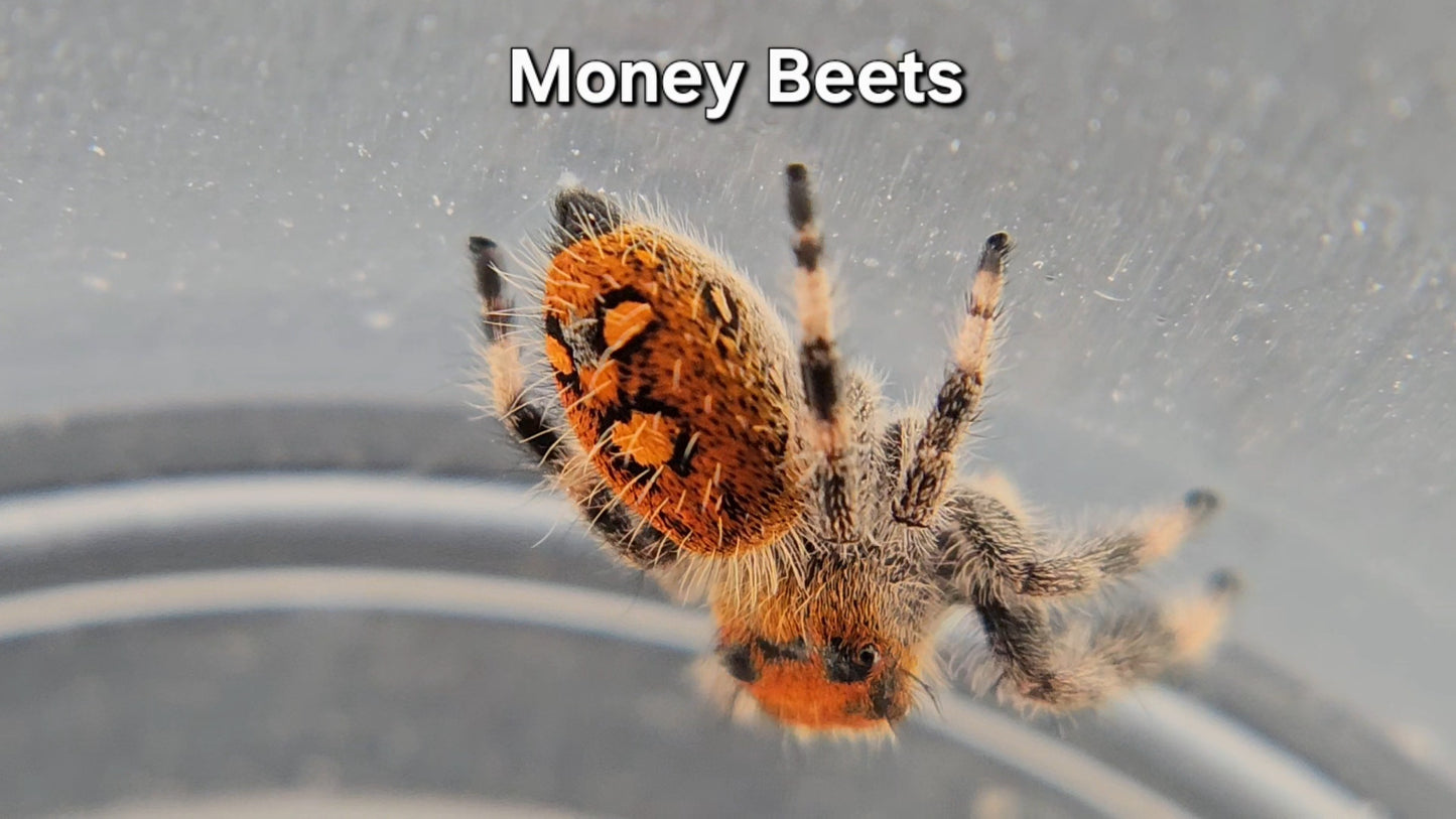 Money Beets - Female Regal