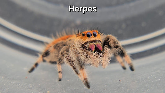 Herpes - Female Regal