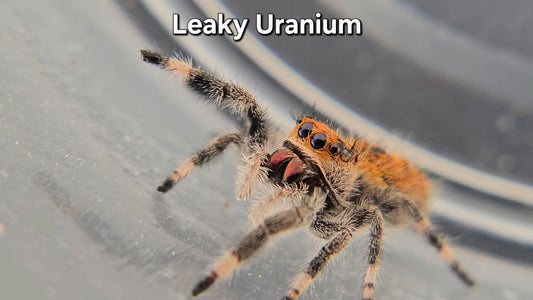 Leaky Uranium - Female Regal