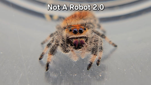 Not A Robot 2.0 - Female Regal