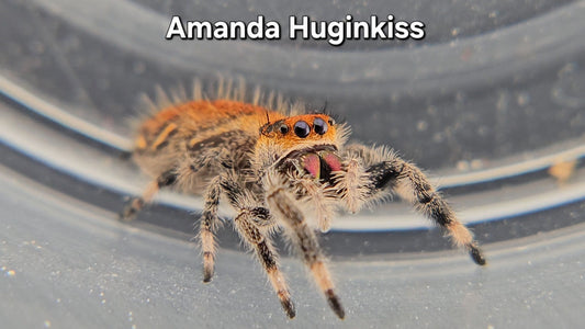 Amanda Huginkiss - Female Regal
