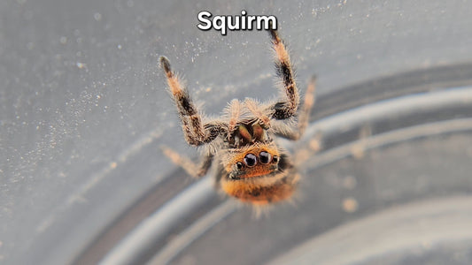 Squirm - Female Regal