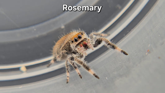 Rosemary - Female Regal
