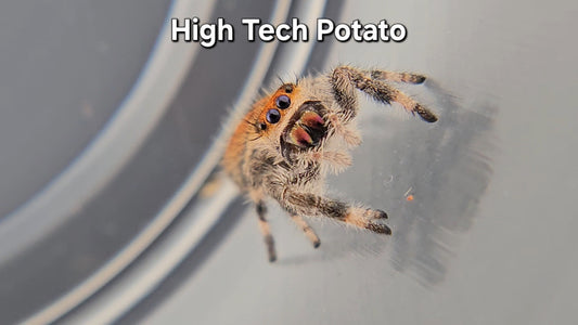 High Tech Potato - Female Regal