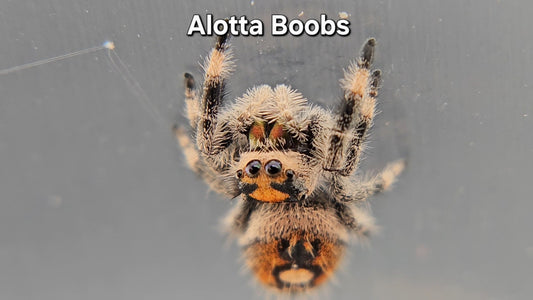 Alotta Boobs - Female Regal