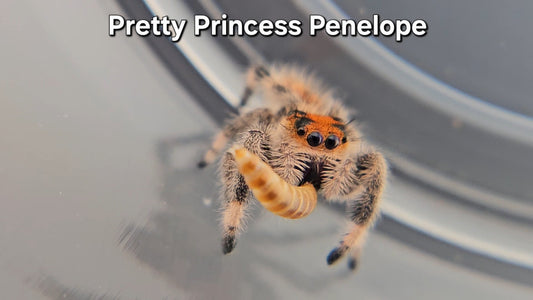 Pretty Princess Penelope - Female Regal