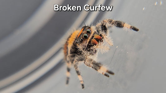 Broken Curfew - Female Regal