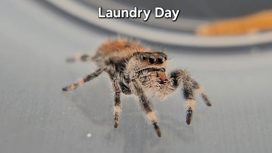 Laundry Day - Female Regal