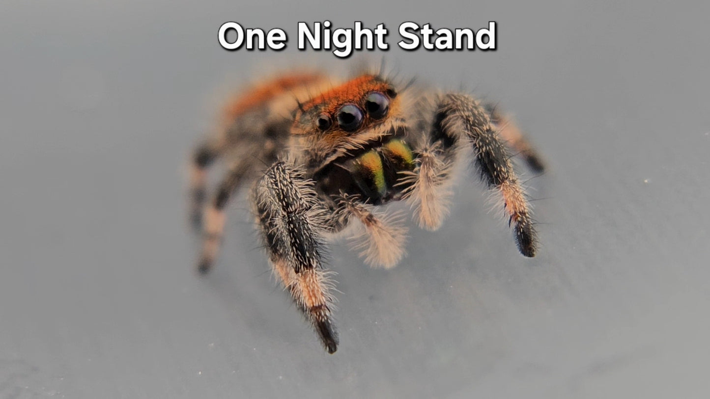 One Night Stand - Female Regal