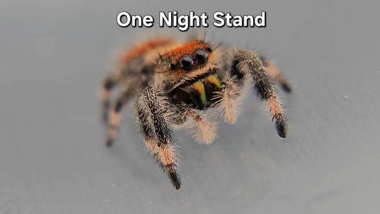 One Night Stand - Female Regal