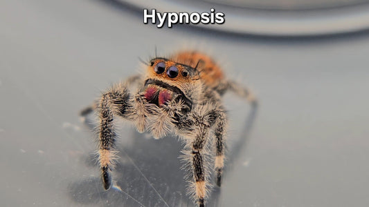 Hypnosis - Female Regal