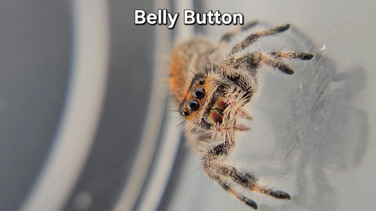 Belly Button - Female Regal