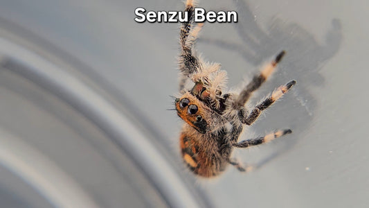 Senzu Bean - Female Regal