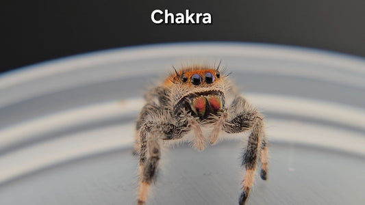 Chakra - Female Regal