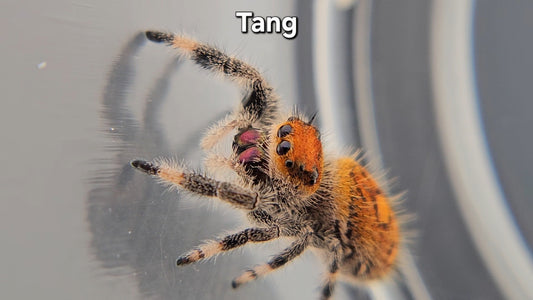 Tang - Female Regal