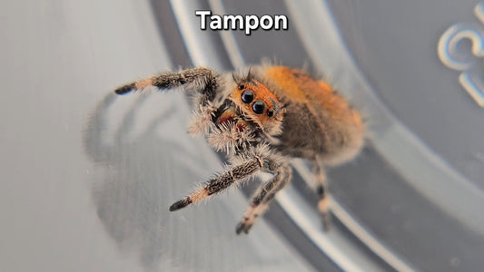 Tampon - Female Regal